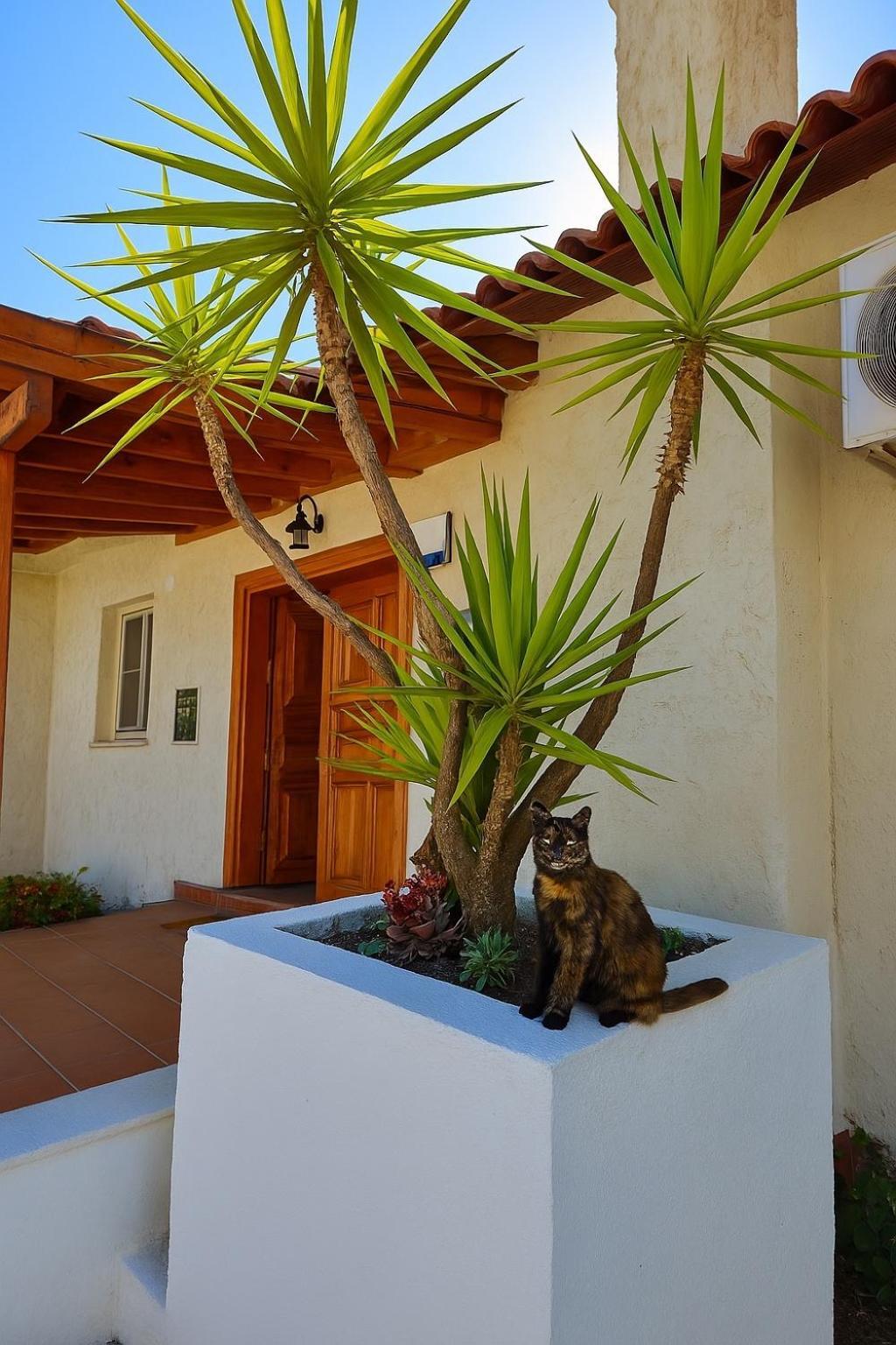 Villa Cedrus Akyaka  Exterior foto